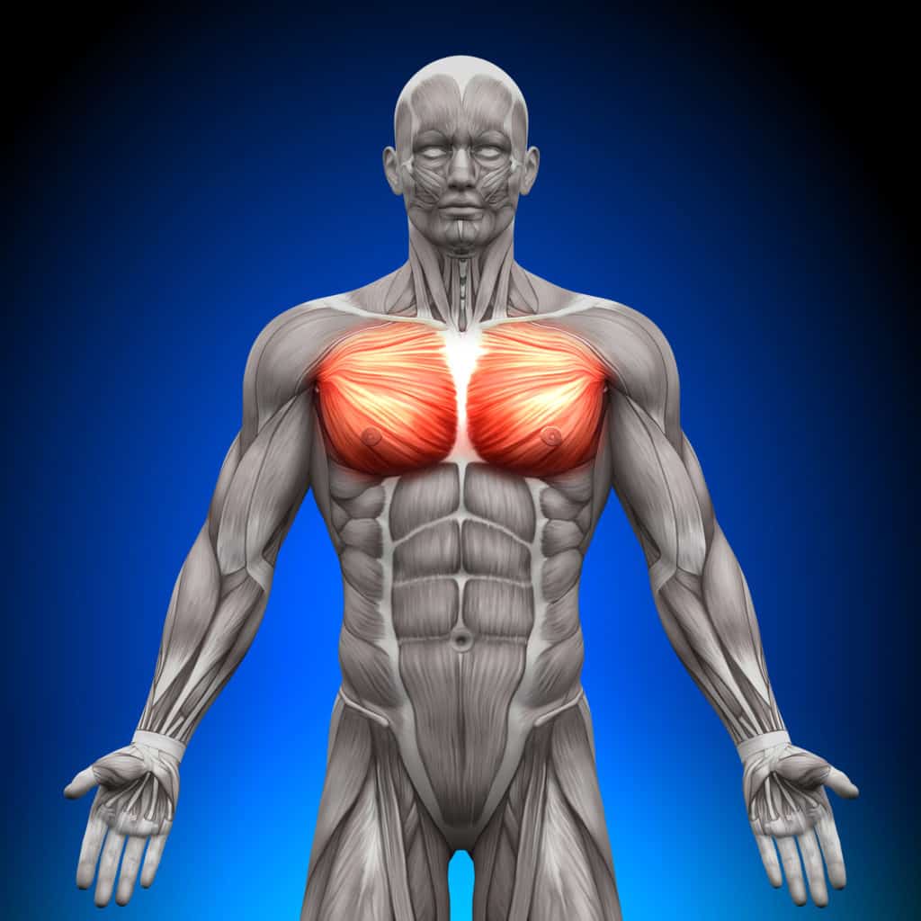muscles in the chest depicted by a diagram/x-ray